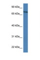 XPNPEP2 Antibody - XPNPEP2 antibody Western blot of Mouse Spleen lysate. Antibody concentration 1 ug/ml.  This image was taken for the unconjugated form of this product. Other forms have not been tested.