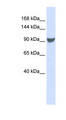 XPO1 / CRM1 Antibody - XPO1 / CRM1 antibody Western blot of 293T cell lysate. This image was taken for the unconjugated form of this product. Other forms have not been tested.