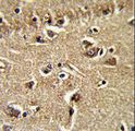 XPOT / Exportin-T Antibody - Formalin-fixed and paraffin-embedded human brain tissue reacted with XPOT Antibody , which was peroxidase-conjugated to the secondary antibody, followed by DAB staining. This data demonstrates the use of this antibody for immunohistochemistry; clinical relevance has not been evaluated.