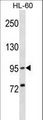 XPR1 Antibody - XPR1 Antibody western blot of HL-60 cell line lysates (35 ug/lane). The XPR1 Antibody detected the XPR1 protein (arrow).