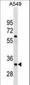 XRCC4 Antibody - XRCC4 Antibody western blot of A549 cell line lysates (35 ug/lane). The XRCC4 antibody detected the XRCC4 protein (arrow).