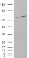 XRCC6 / Ku70 Antibody - HEK293 overexpressing KU70 (RC204048) and probed with (mock transfection in first lane).