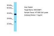XRCC6BP1 Antibody -  This image was taken for the unconjugated form of this product. Other forms have not been tested.