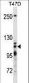 XRN2 Antibody - XRN2 Antibody western blot of T47D cell line lysates (35 ug/lane). The XRN2 antibody detected the XRN2 protein (arrow).