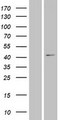 XXYLT1 Protein - Western validation with an anti-DDK antibody * L: Control HEK293 lysate R: Over-expression lysate