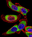 YBX1 / YB1 Antibody - Fluorescent confocal image of U251 cell stained with YBX1 Antibody. U251 cells were fixed with 4% PFA (20 min), permeabilized with Triton X-100 (0.1%, 10 min), then incubated with YBX1 primary antibody (1:25, 1 h at 37°C). For secondary antibody, Alexa Fluor 488 conjugated donkey anti-rabbit antibody (green) was used (1:400, 50 min at 37°C). Cytoplasmic actin was counterstained with Alexa Fluor 555 (red) conjugated Phalloidin (7units/ml, 1 h at 37°C). Nuclei were counterstained with DAPI (blue) (10 ug/ml, 10 min). YBX1 immunoreactivity is localized to Cytoplasm significantly.