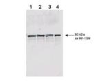 Yeast Rad9 Antibody - Affinity purified antibody to yeast Rad9 (1pan reactive) was used at a 1:200 dilution incubated 8 h at room temperature to detect Rad9 by Western blot. Lanes were loaded with 50 ng each of recombinant GST fusion protein containing S. cerevisiae Rad9 (aa ~60 kDa) on a 4-20% Criterion gel for SDS-PAGE as follows: Lane 1 - non-phosphorylated wild type yeast Rad9, Lane 2 - in vitro phosphorylated wild type yeast Rad9, Lane 3 - non-phosphorylated S1129A/S1260A double mutant Rad9, Lane 4 - in vitro phosphorylated S1129A/S1260A double mutant. Phosphorylation of Rad9 was by treatment with ATP and Rad53 kinase. Detection occurred using a 1:5,000 dilution of IRDye™800 conjugated Donkey anti-Rabbit IgG for 1h at room temperature. LICOR's Odyssey® Infrared Imaging System was used to scan and process the image. Other detection systems will yield similar results.