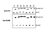 Yeast SUMO Antibody - Anti-SUMO antibody, generated by immunization with recombinant yeast SUMO, was tested by western blot against several constructs of SUMO-GFP fusion proteins after cleavage by proteases in insect cell protein extracts. These constructs contained various linkers between the SUMO and GFP portion of the fusion proteins. Each sample was run twice. The left lanes each contain 2 ug E.coli expressed and purified SUMO-GFP fusion proteins after incubation with lysed cells (50 ug total protein) for 1 h. The right lanes contain the same fusion proteins incubated with the lysate in the presence of 2% SDS. After probing with anti-GFP antibodies the membranes were stripped of antibody using SDS-DTT solution for 30 m at 60° C and were then re-probed using the anti-SUMO antibody at a 1:1000 dilution incubated overnight at 4° C in 5% non-fat dry milk in TTBS. Detection occurred using a 1:2000 dilution of HRP-labeled Donkey anti-Rabbit IgG for 1 hour at room temperature. A chemiluminescence system was used for signal detection (Roche). Other detection systems will yield similar results.