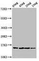 yebF Antibody - Positive Western Blot detected in Recombinant protein All lanes yebF antibody at 2.7 µg/ml Secondary Goat polyclonal to rabbit IgG at 1/50000 dilution. Predicted band size: 15 KDa. Observed band size: 15 KDa