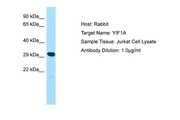YIF1A Antibody -  This image was taken for the unconjugated form of this product. Other forms have not been tested.