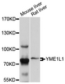 YME1L1 Antibody - Western blot analysis of extracts of various cell lines, using YME1L1 antibody at 1:1000 dilution. The secondary antibody used was an HRP Goat Anti-Rabbit IgG (H+L) at 1:10000 dilution. Lysates were loaded 25ug per lane and 3% nonfat dry milk in TBST was used for blocking. An ECL Kit was used for detection and the exposure time was 30s.