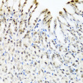 YTHDF3 Antibody - Immunohistochemistry of paraffin-embedded mouse stomach tissue.