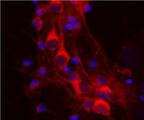 YWHAH / 14-3-3 Eta Antibody - Immunofluorescence: 14-3-3 eta Antibody (3G12) - Rat mixed neuron/glial cultures stained with 14-3-3 eta Antibody antibody (red). Neuronal perikarya are very rich in 14.3.3 eta which has a diffuse cytoplasmic staining pattern. Blue is a DNA stain.