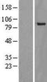 YY1AP1 Protein - Western validation with an anti-DDK antibody * L: Control HEK293 lysate R: Over-expression lysate
