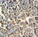 ZACN Antibody - ZACN Antibody IHC of formalin-fixed and paraffin-embedded human pancreas tissue followed by peroxidase-conjugated secondary antibody and DAB staining.