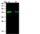 Zaire Ebolavirus Matrix Protein VP40 Antibody - Anti-Ebola virus EBOV (subtype Zaire, strain H.sapiens-wt/GIN/2014/Kissidougou-C15) Matrix protein VP40 mouse monoclonal antibody at 1:1000. Lane A: Whole Cell Lysate. Lysates/proteins at 30 ug per lane. Secondary: Goat Anti-Mouse IgG H&L (Dylight800) at 1/15000 dilution. Developed using the Odyssey technique. Performed under reducing conditions.