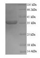 Minor NucleoProtein VP30 Protein - (Tris-Glycine gel) Discontinuous SDS-PAGE (reduced) with 5% enrichment gel and 15% separation gel.