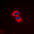 ZAK / MLTK Antibody - Immunofluorescent analysis of ZAK staining in HeLa cells. Formalin-fixed cells were permeabilized with 0.1% Triton X-100 in TBS for 5-10 minutes and blocked with 3% BSA-PBS for 30 minutes at room temperature. Cells were probed with the primary antibody in 3% BSA-PBS and incubated overnight at 4 C in a humidified chamber. Cells were washed with PBST and incubated with a DyLight 594-conjugated secondary antibody (red) in PBS at room temperature in the dark. DAPI was used to stain the cell nuclei (blue).