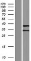 ZAR1L Protein - Western validation with an anti-DDK antibody * L: Control HEK293 lysate R: Over-expression lysate