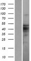 ZBTB12 / G10 Protein - Western validation with an anti-DDK antibody * L: Control HEK293 lysate R: Over-expression lysate