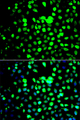 ZBTB25 Antibody - Immunofluorescence analysis of A549 cells.