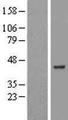 ZBTB37 Protein - Western validation with an anti-DDK antibody * L: Control HEK293 lysate R: Over-expression lysate