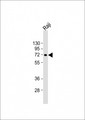 ZBTB7C Antibody - Anti-ZBTB7C Antibody (Center) at 1:2000 dilution + Raji whole cell lysate Lysates/proteins at 20 ug per lane. Secondary Goat Anti-Rabbit IgG, (H+L), Peroxidase conjugated at 1:10000 dilution. Predicted band size: 69 kDa. Blocking/Dilution buffer: 5% NFDM/TBST.