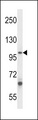 ZC3H12B Antibody - ZC3H12B Antibody western blot of A549 cell line lysates (35 ug/lane). The ZC3H12B antibody detected the ZC3H12B protein (arrow).