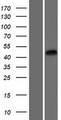 ZCCHC18 Protein - Western validation with an anti-DDK antibody * L: Control HEK293 lysate R: Over-expression lysate