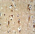 ZCCHC24 Antibody - ZCH24 Antibody IHC of formalin-fixed and paraffin-embedded brain tissue followed by peroxidase-conjugated secondary antibody and DAB staining.