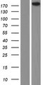 ZCCHC6 Protein - Western validation with an anti-DDK antibody * L: Control HEK293 lysate R: Over-expression lysate