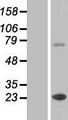 ZCCHC7 Protein - Western validation with an anti-DDK antibody * L: Control HEK293 lysate R: Over-expression lysate