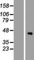 ZCWPW2 Protein - Western validation with an anti-DDK antibody * L: Control HEK293 lysate R: Over-expression lysate