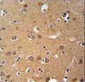 ZDHHC2 Antibody - ZDHC2 Antibody immunohistochemistry of formalin-fixed and paraffin-embedded human brain tissue followed by peroxidase-conjugated secondary antibody and DAB staining.