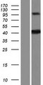 ZDHHC20 Protein - Western validation with an anti-DDK antibody * L: Control HEK293 lysate R: Over-expression lysate
