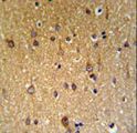 ZDHHC9 Antibody - ZDHHC9 Antibody IHC of formalin-fixed and paraffin-embedded brain tissue followed by peroxidase-conjugated secondary antibody and DAB staining.