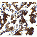 ZEB1 / AREB6 Antibody - Immunohistochemistry of ZEB1 in human liver tissue with ZEB1 antibody at 5 µg/mL.