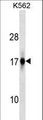 ZFAND2A Antibody - ZFAND2A Antibody western blot of K562 cell line lysates (35 ug/lane). The ZFAND2A antibody detected the ZFAND2A protein (arrow).