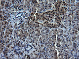 ZFAND3 / TEX27 Antibody - IHC of paraffin-embedded Human pancreas tissue using anti-ZFAND3 mouse monoclonal antibody. (Heat-induced epitope retrieval by 1 mM EDTA in 10mM Tris, pH8.5, 120°C for 3min).