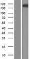 ZFAT Protein - Western validation with an anti-DDK antibody * L: Control HEK293 lysate R: Over-expression lysate