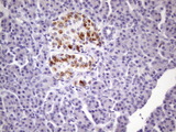 Zfp105 / ZNF35 Antibody - IHC of paraffin-embedded Human pancreas tissue using anti-ZNF35 mouse monoclonal antibody. (Heat-induced epitope retrieval by 1 mM EDTA in 10mM Tris, pH8.5, 120°C for 3min)(1:150).