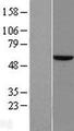 Zfp105 / ZNF35 Protein - Western validation with an anti-DDK antibody * L: Control HEK293 lysate R: Over-expression lysate