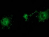 ZFP36 / Tristetraprolin Antibody - Anti-ZFP36 mouse monoclonal antibody immunofluorescent staining of COS7 cells transiently transfected by pCMV6-ENTRY ZFP36.