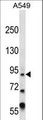ZFY Antibody - ZFY Antibody western blot of A549 cell line lysates (35 ug/lane). The ZFY antibody detected the ZFY protein (arrow).
