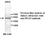 ZFYVE27 / Protrudin Antibody