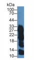 ZG16B Antibody - Western Blot; Sample:Hu Saliva; ;Primary Ab: 0.5µg/ml Rabbit Anti-Human ZG16B Antibody;Second Ab: 0.2µg/mL HRP-Linked Caprine Anti-Rabbit IgG Polyclonal Antibody;