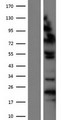 ZHX1 Protein - Western validation with an anti-DDK antibody * L: Control HEK293 lysate R: Over-expression lysate