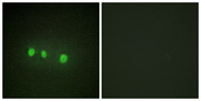 ZIC1+2+3+4+5 Antibody - Immunofluorescence analysis of HepG2 cells, using ZIC1/2/3/4/5 Antibody. The picture on the right is blocked with the synthesized peptide.