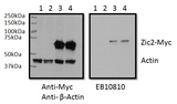ZIC2 Antibody - ZIC2 antibody RWPE1 lysate (60 ug protein in RIPA buffer) overexpressing Human ZIC2 with C-terminal MYC tag probed with (0.5 ug/ml) in the right panel and probed with anti-MYC Tag (1/1000) and anti-beta-Actin in the left panel. Mock-transfected RWPE1 in lanes 1 and expressing GFP in lanes 2. Primary incubations were overnight at 4C. Detected by chemiluminescence.