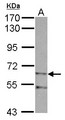 ZIM2 Antibody - Sample (30 ug of whole cell lysate) A: NT2D1 7.5% SDS PAGE ZIM2 antibody diluted at 1:1000